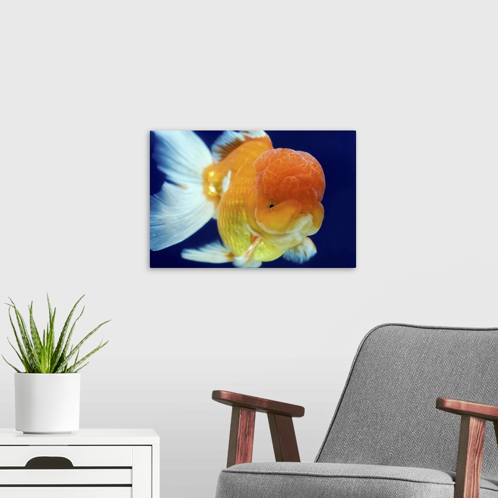 A modern room featuring Lion Head oranda goldfish