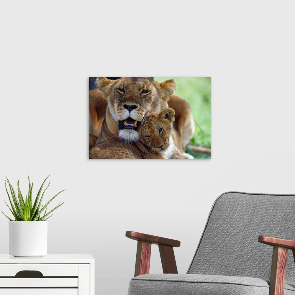 A modern room featuring Lioness With Cub