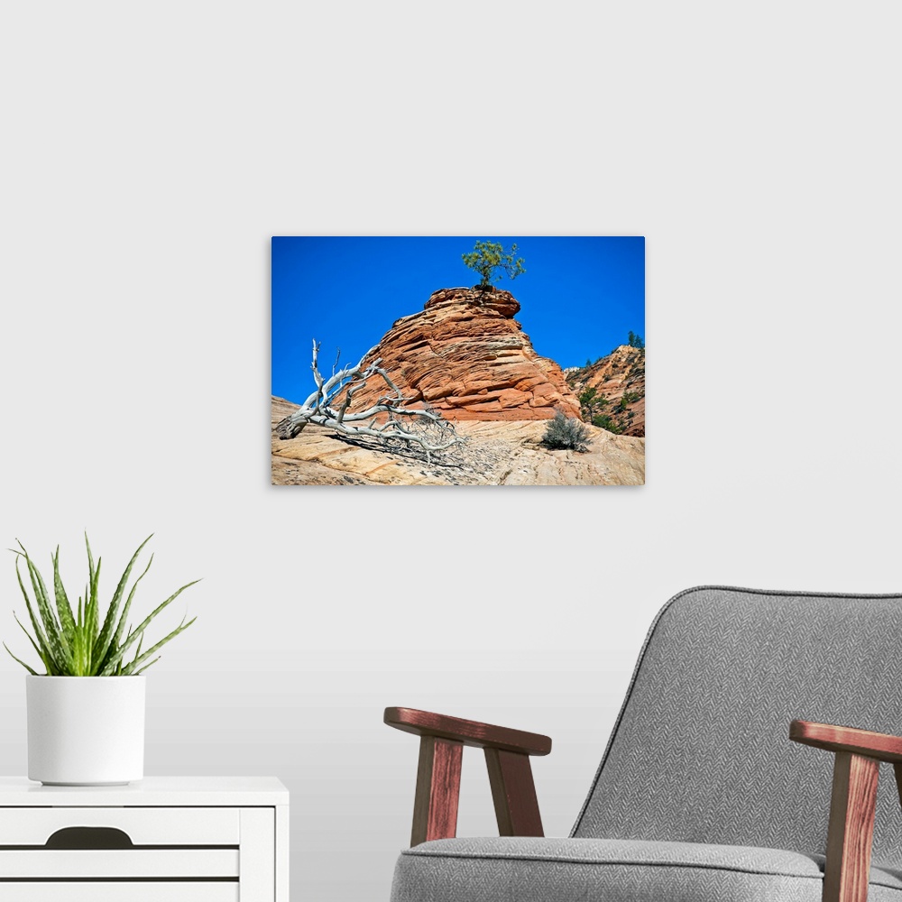 A modern room featuring Lonely Cypress Tree in Zion National Park II growing, inflation, lonely on mountain.