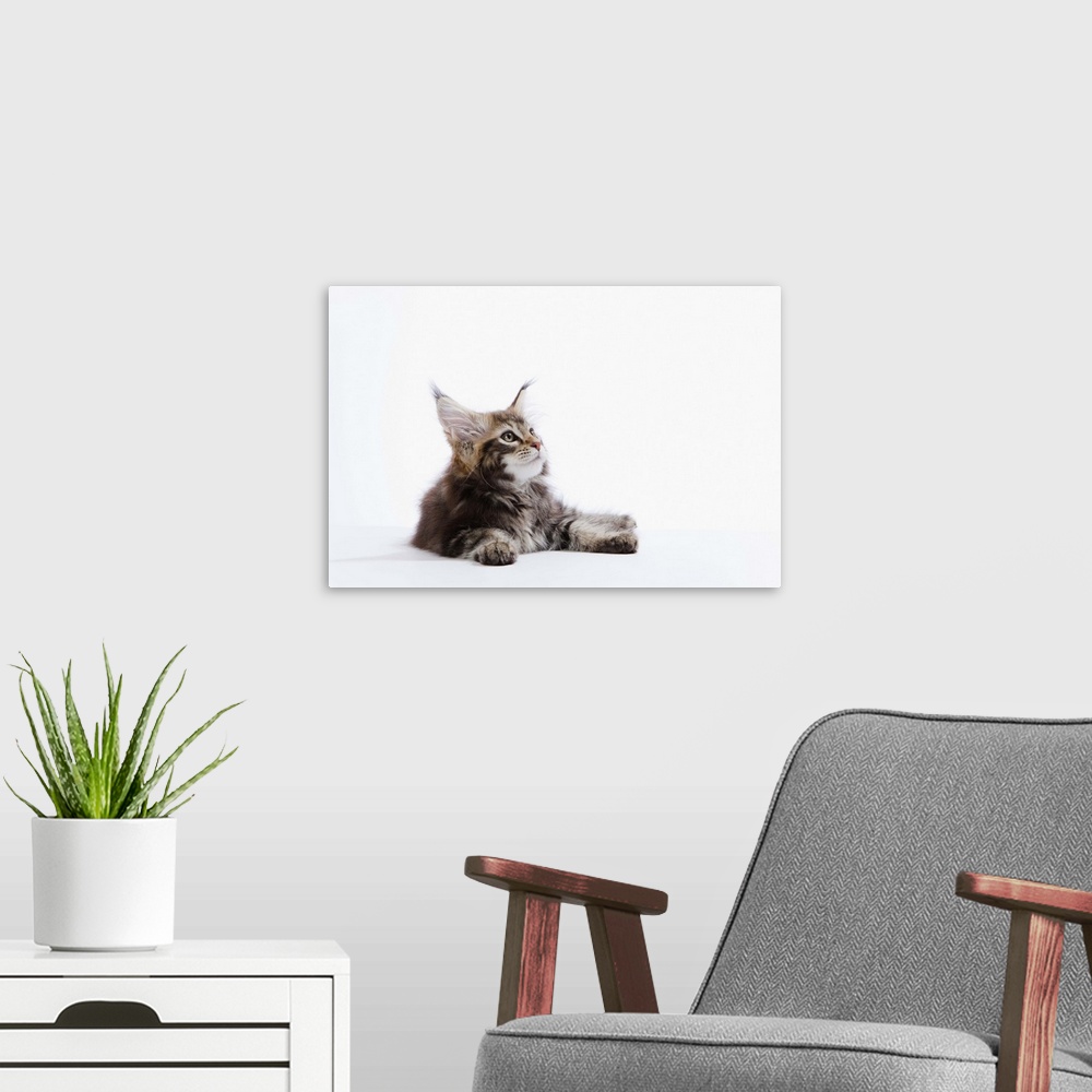 A modern room featuring Maine Coon Kitten