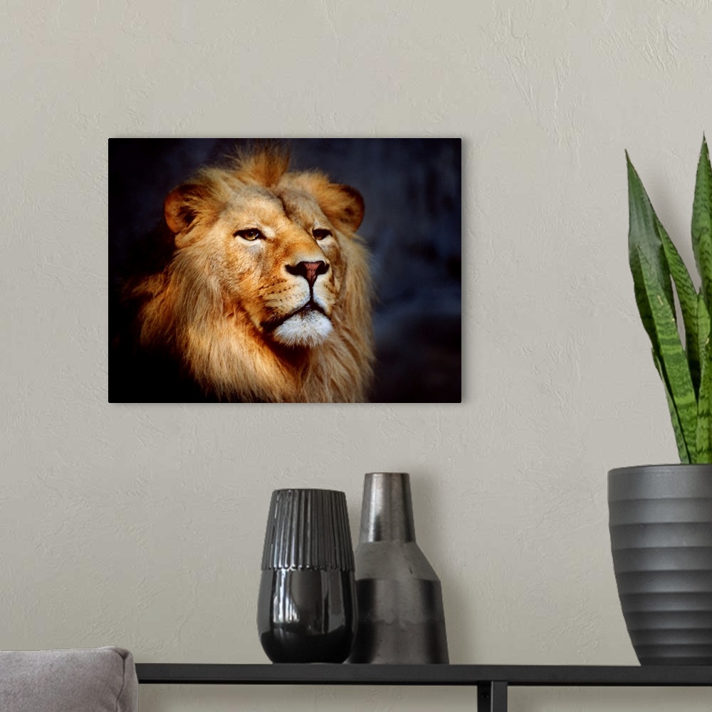 A modern room featuring Male Lion