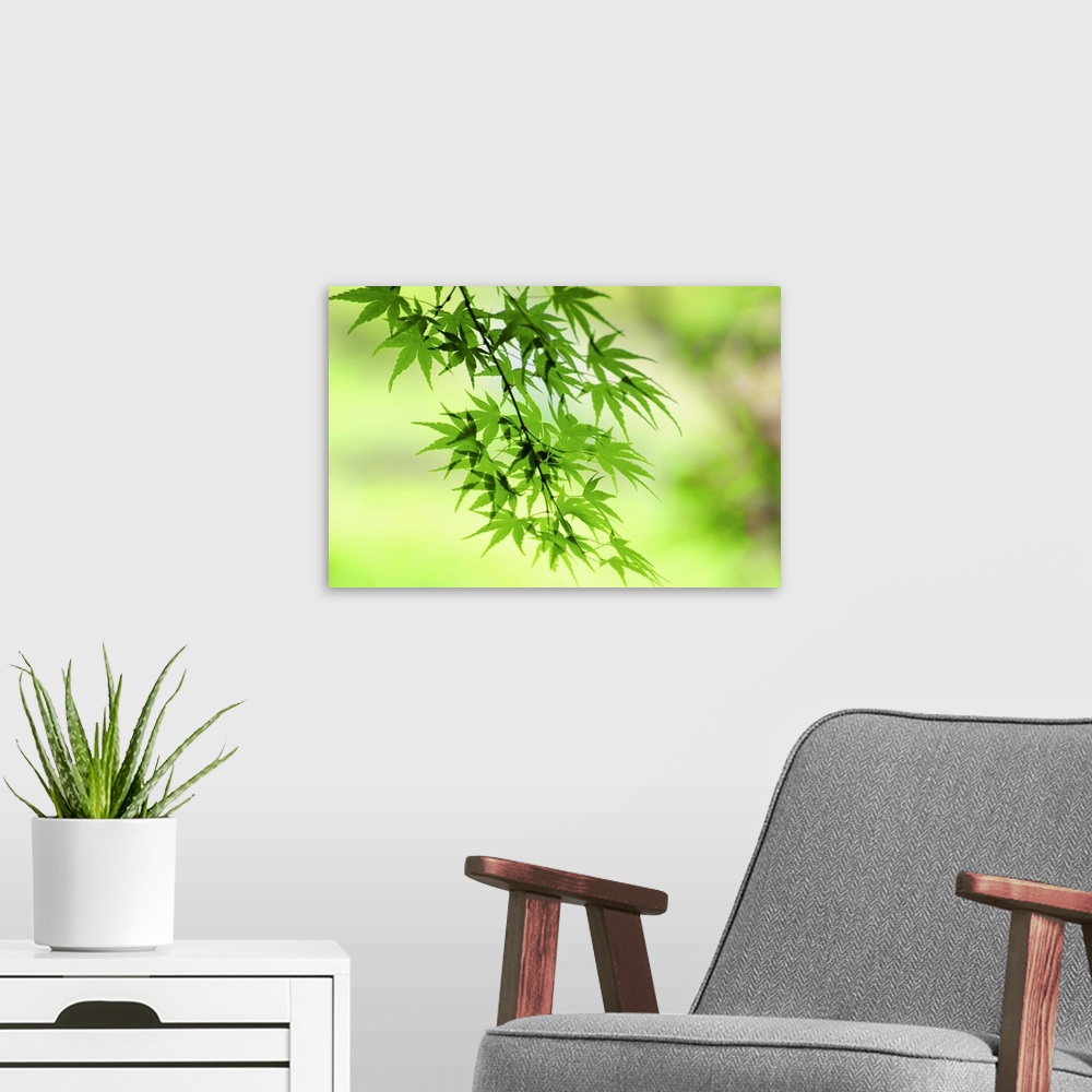 A modern room featuring Maple Leaves