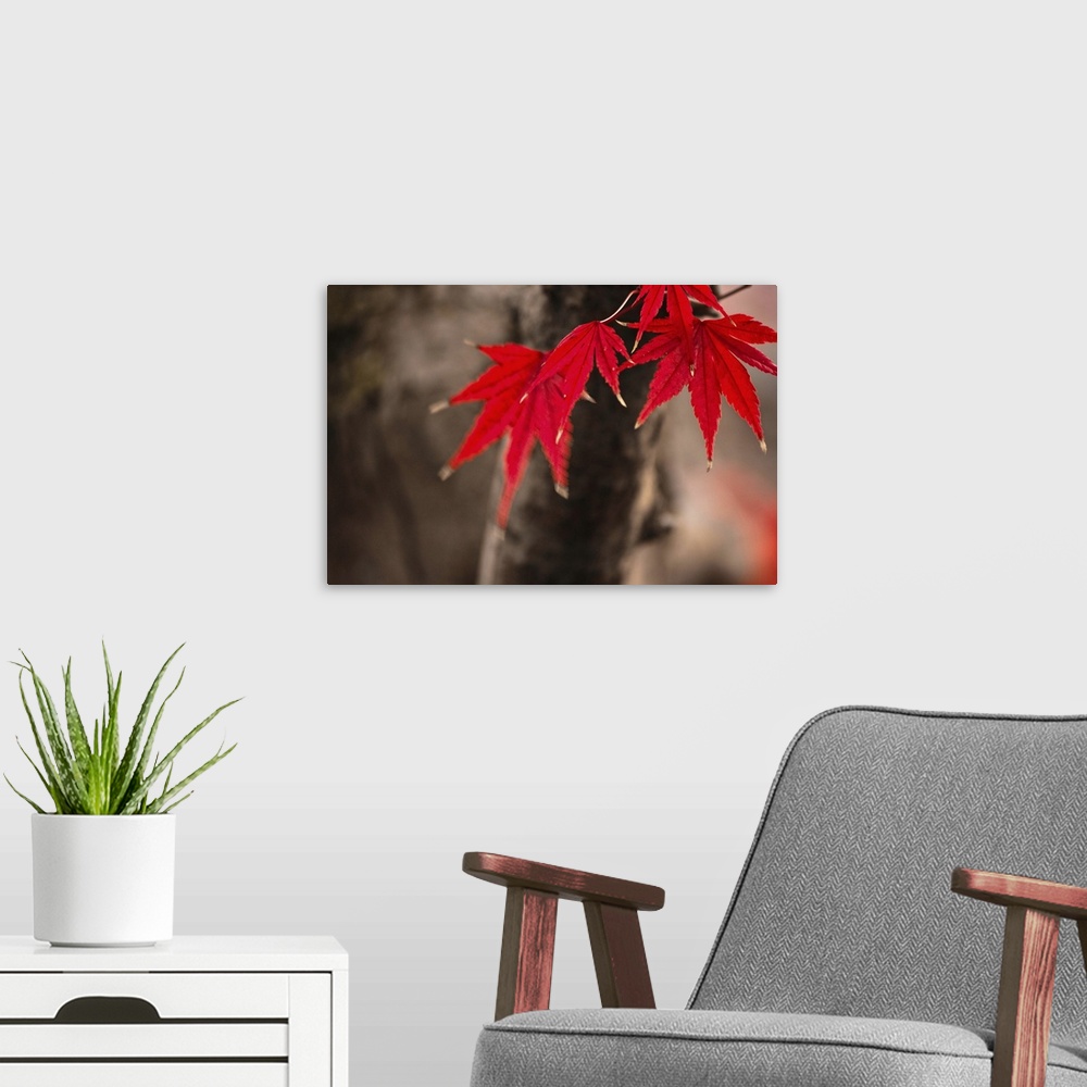A modern room featuring Close-up of Maple Tree leaves approaching winter.