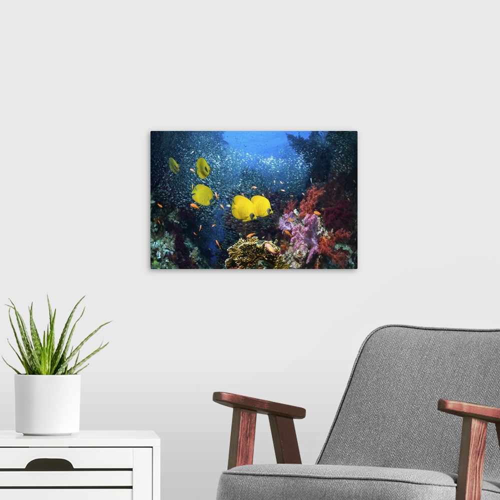 A modern room featuring Golden butterflyfish (Chaetodon semilarvatus) on coral reef with a school of Pygmy sweepers (Para...