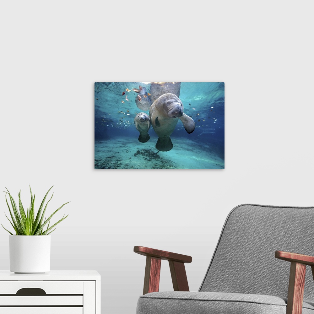 A modern room featuring A mother and baby manatee are photographed just under the surface of water.
