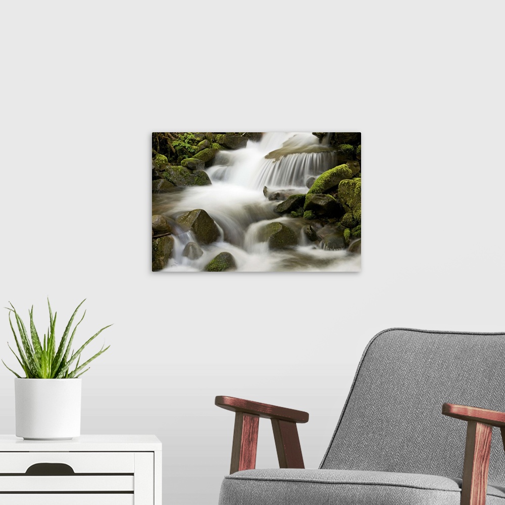 A modern room featuring Mountain stream and moss-covered boulders along trail to Sol Duc Falls, Olympic National Park, Wa...