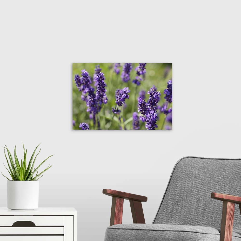 A modern room featuring Netherlands, Hilvarenbeek, Close-up of lavender flowers