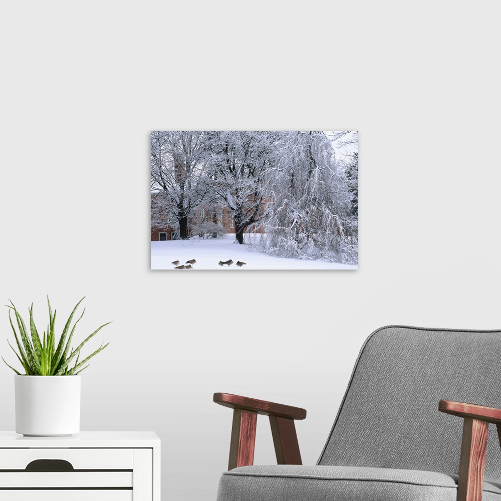 A modern room featuring New England, Trees and building during winter snow