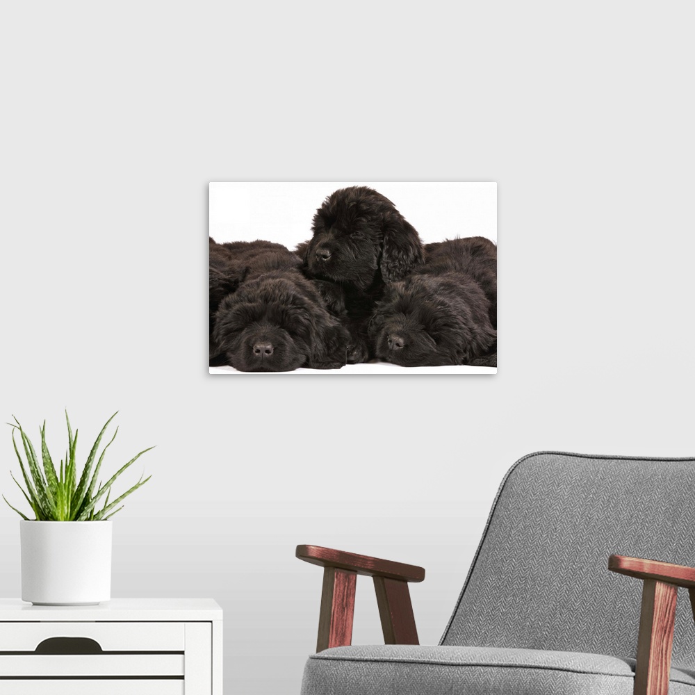 A modern room featuring Newfoundland Puppies sleeping (Canis familiaris). Large, usually black, breed of dog. Originated ...