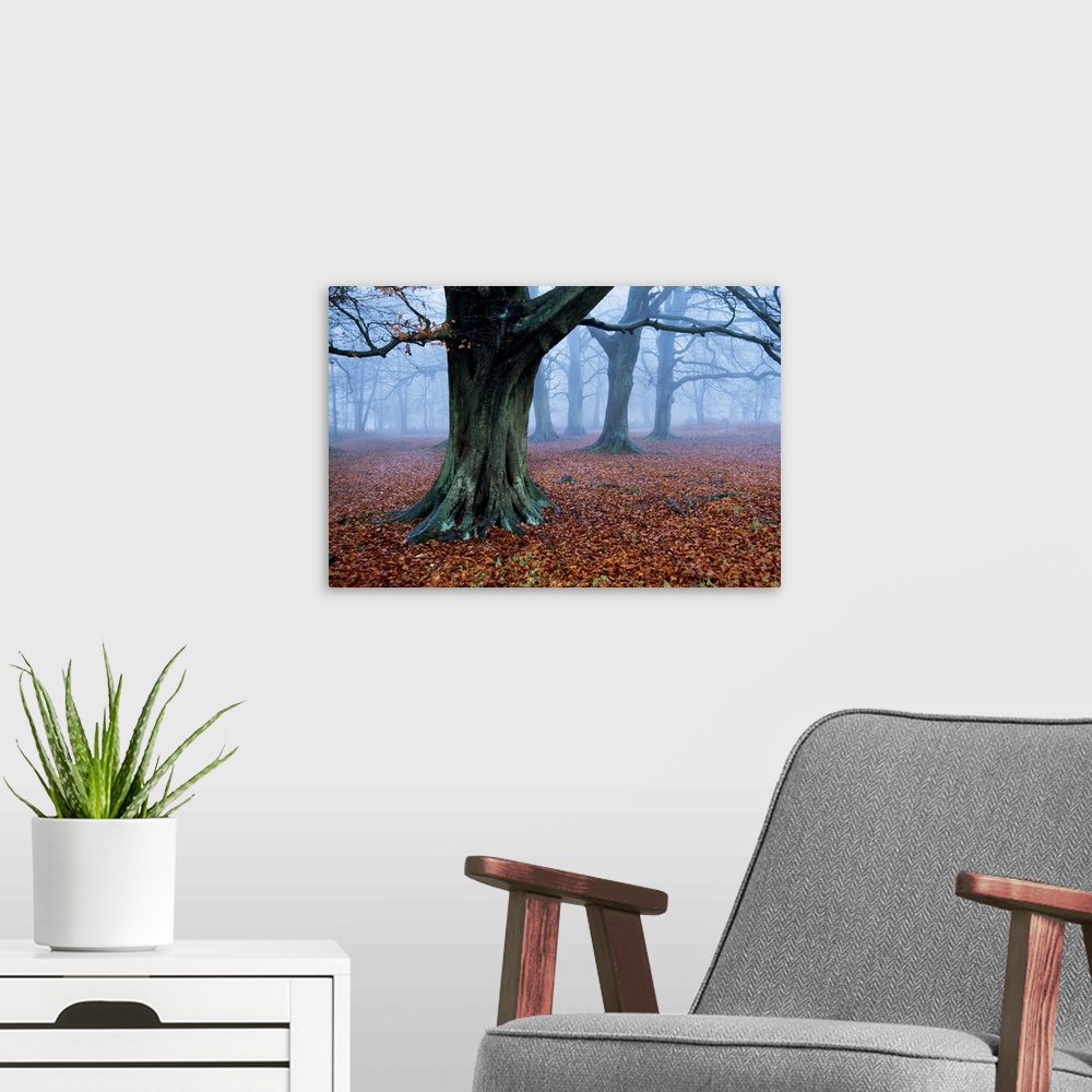 A modern room featuring Fog surrounds an Oak tree woodland at dawn.