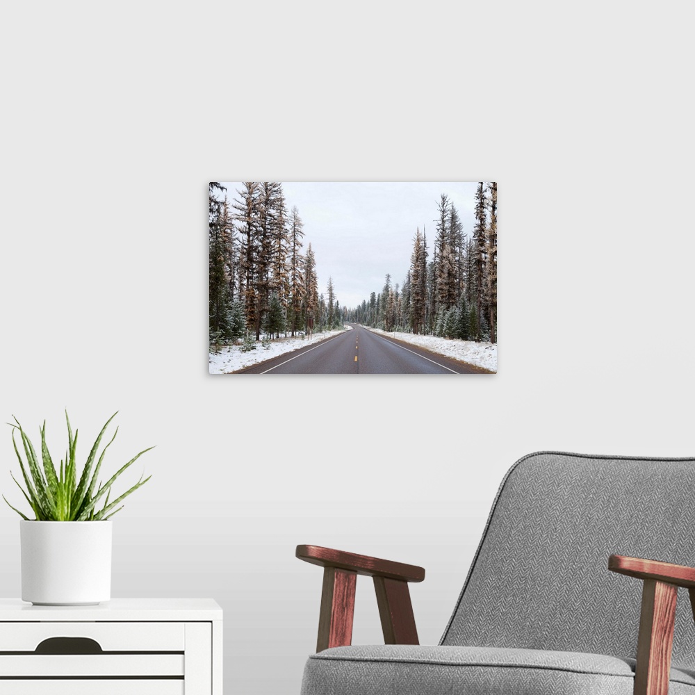 A modern room featuring POV of road through snow covered pine forest.