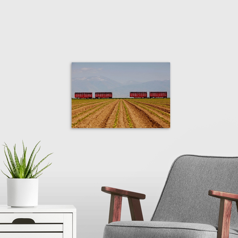 A modern room featuring Open sided trucks used for transporting produce from the farm to market.  View over young pepper ...