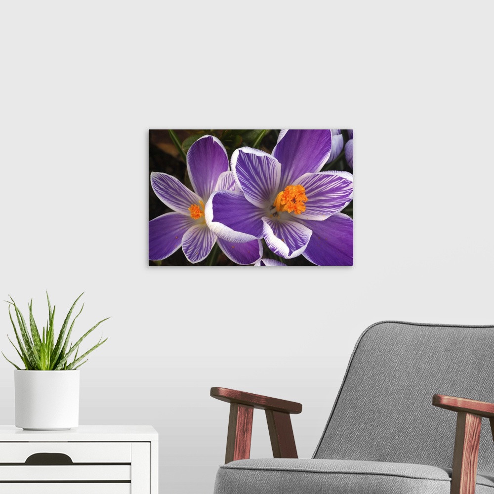 A modern room featuring Close-up of purple and white striped crocuses with bright orange stigmas and stamens at the centr...