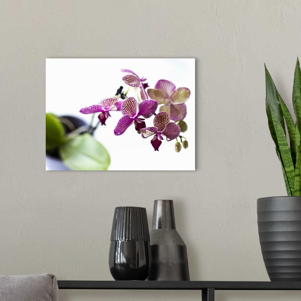 A modern room featuring Close up of orchid flower petals