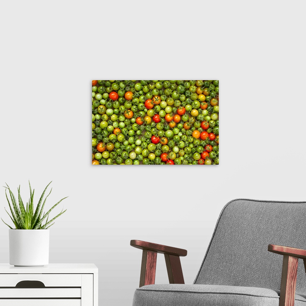 A modern room featuring Organic Cherry Tomatoes Laid Out on Cardboard for Ripening