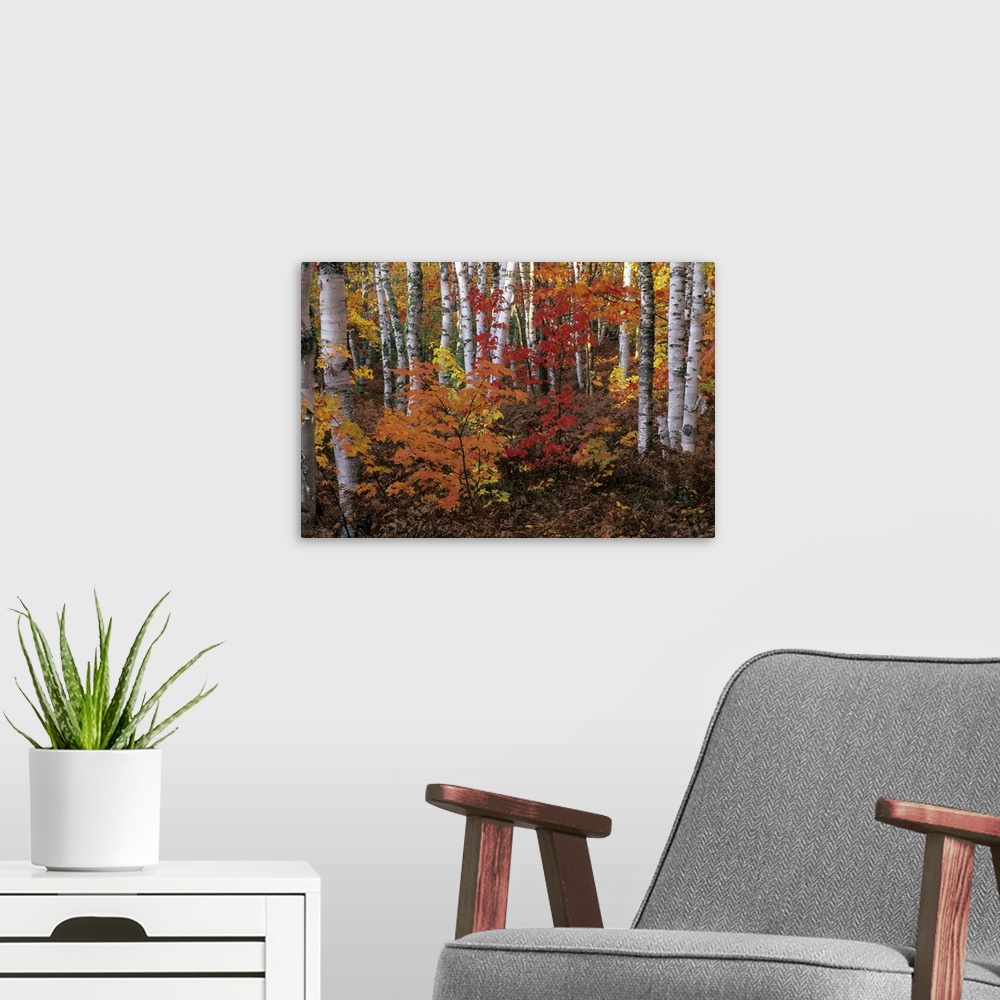 A modern room featuring Paper Birch & Red Maples in Autumn Colors, Pictured Rocks National Lakeshore, Upper Peninsula of ...