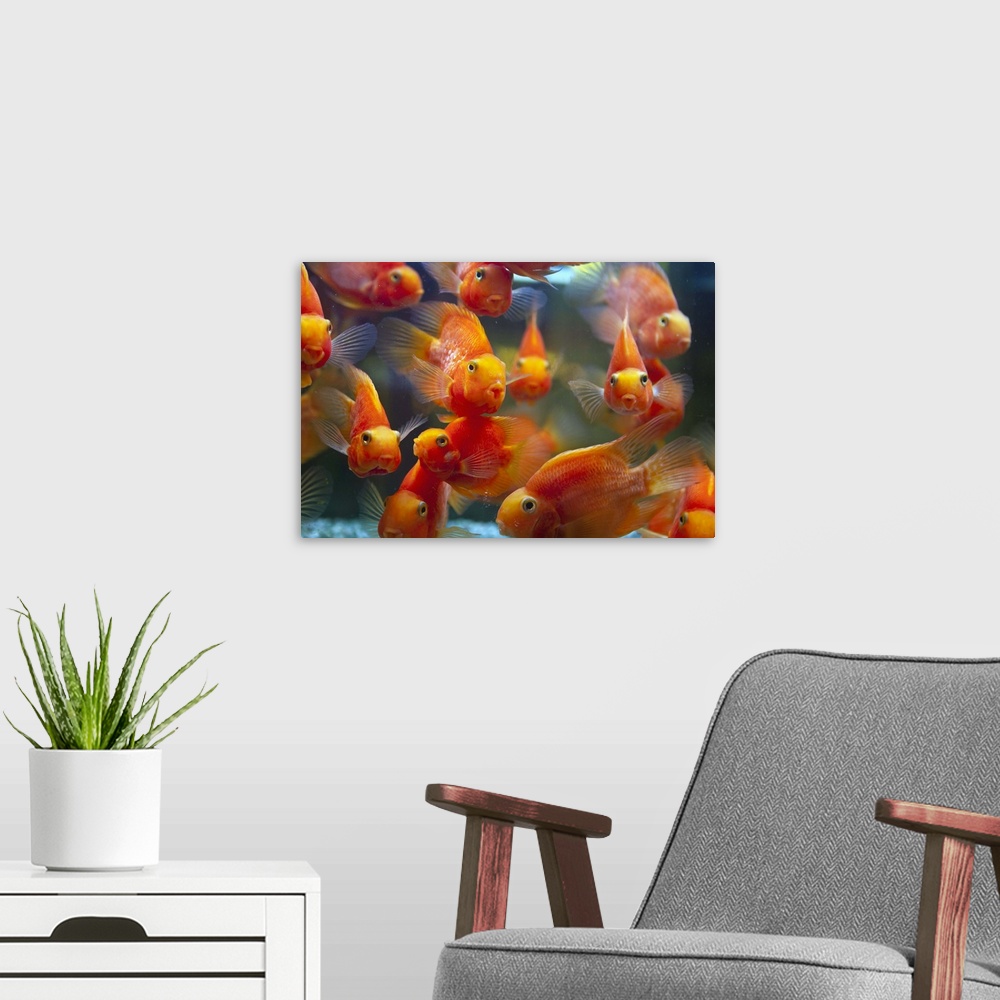 A modern room featuring Blood parrot cichlid, also known as parrot cichlid.
