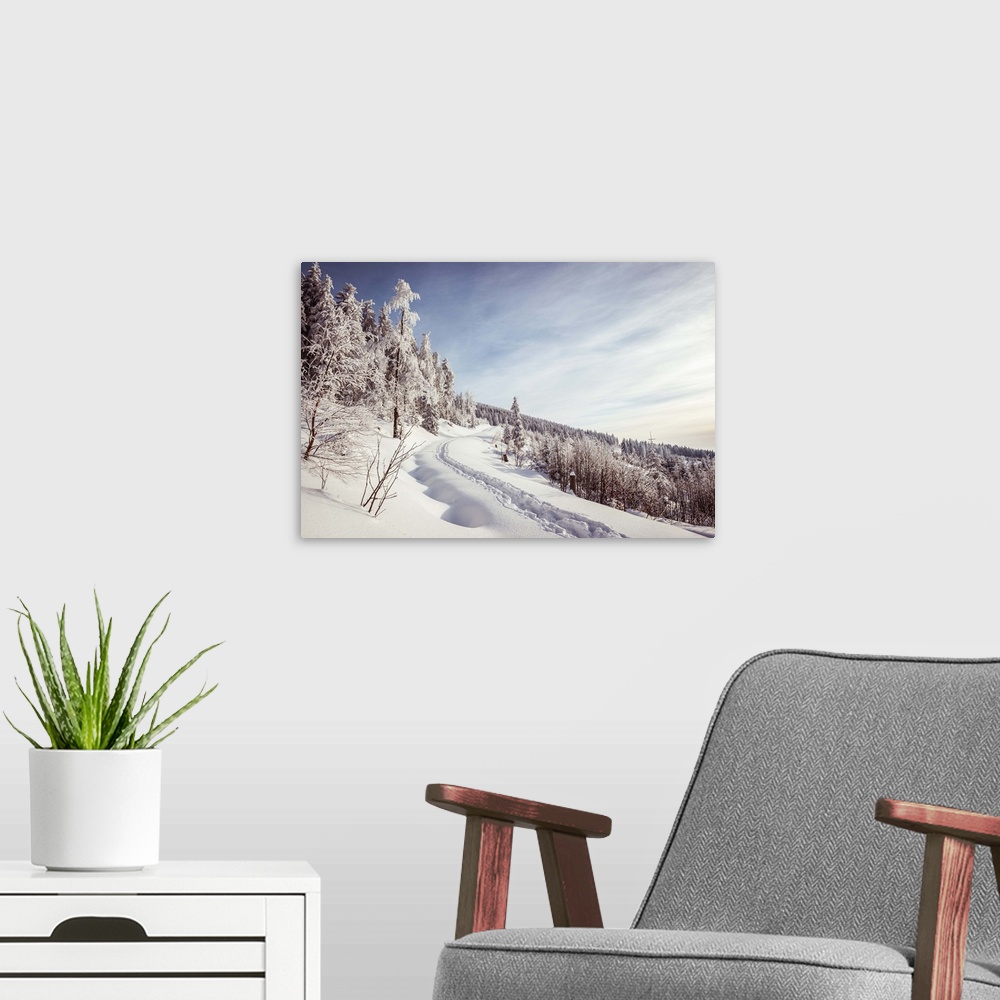 A modern room featuring Path leading through winter landscape, black forest, blue sky, trees, snow