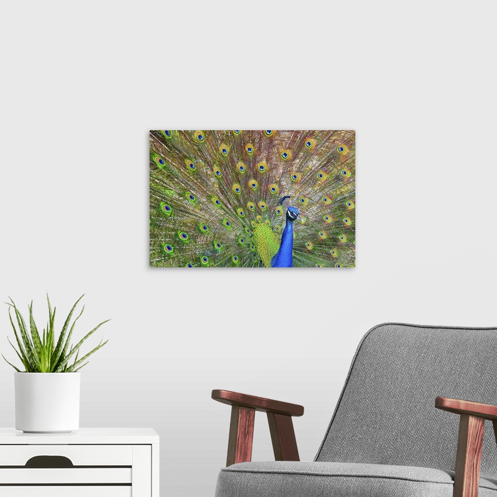 A modern room featuring Peacock showing its feathers, Texas, US.