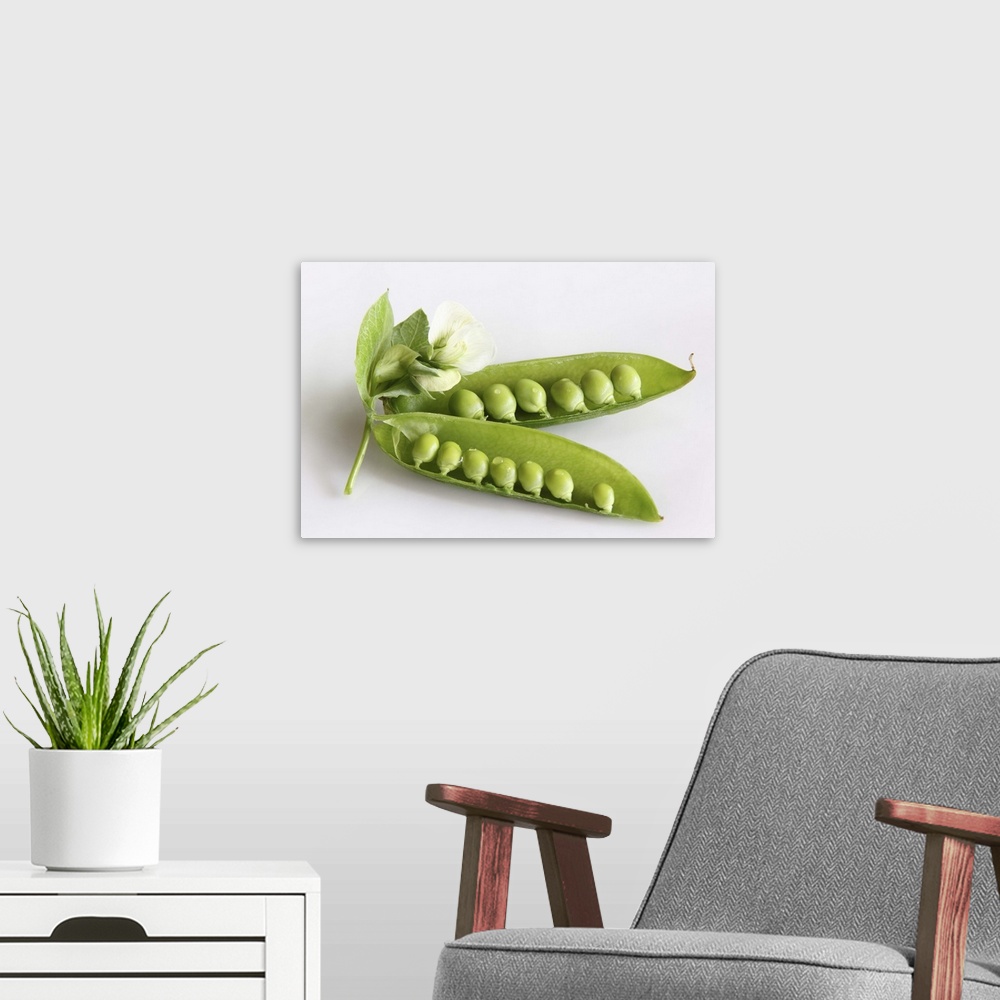 A modern room featuring Organic green garden pea flowers and peas in pods on white background, close-up.