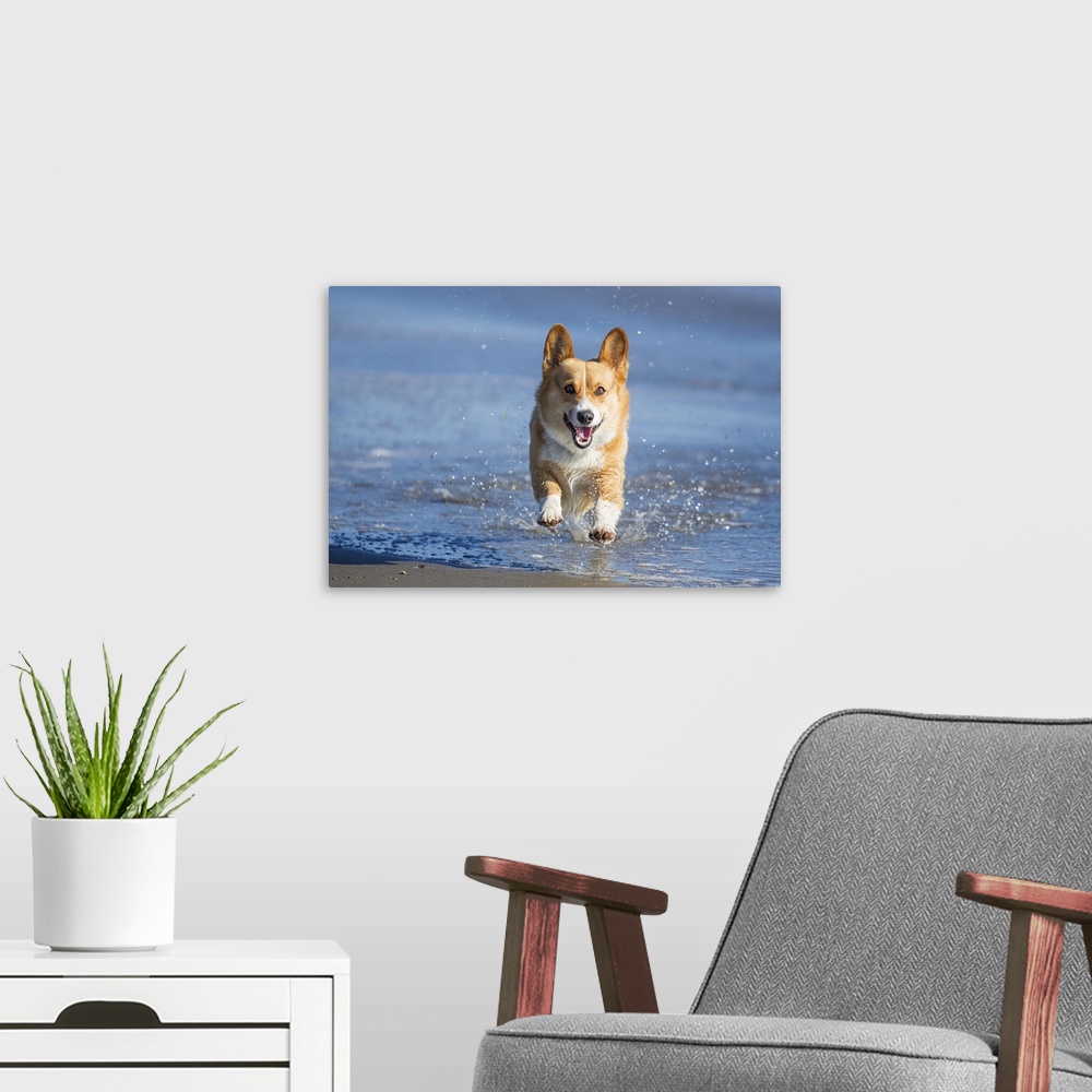 A modern room featuring An energetic Pembroke Welsh Corgi dog splashing through water at the beach on a sunny afternoon.