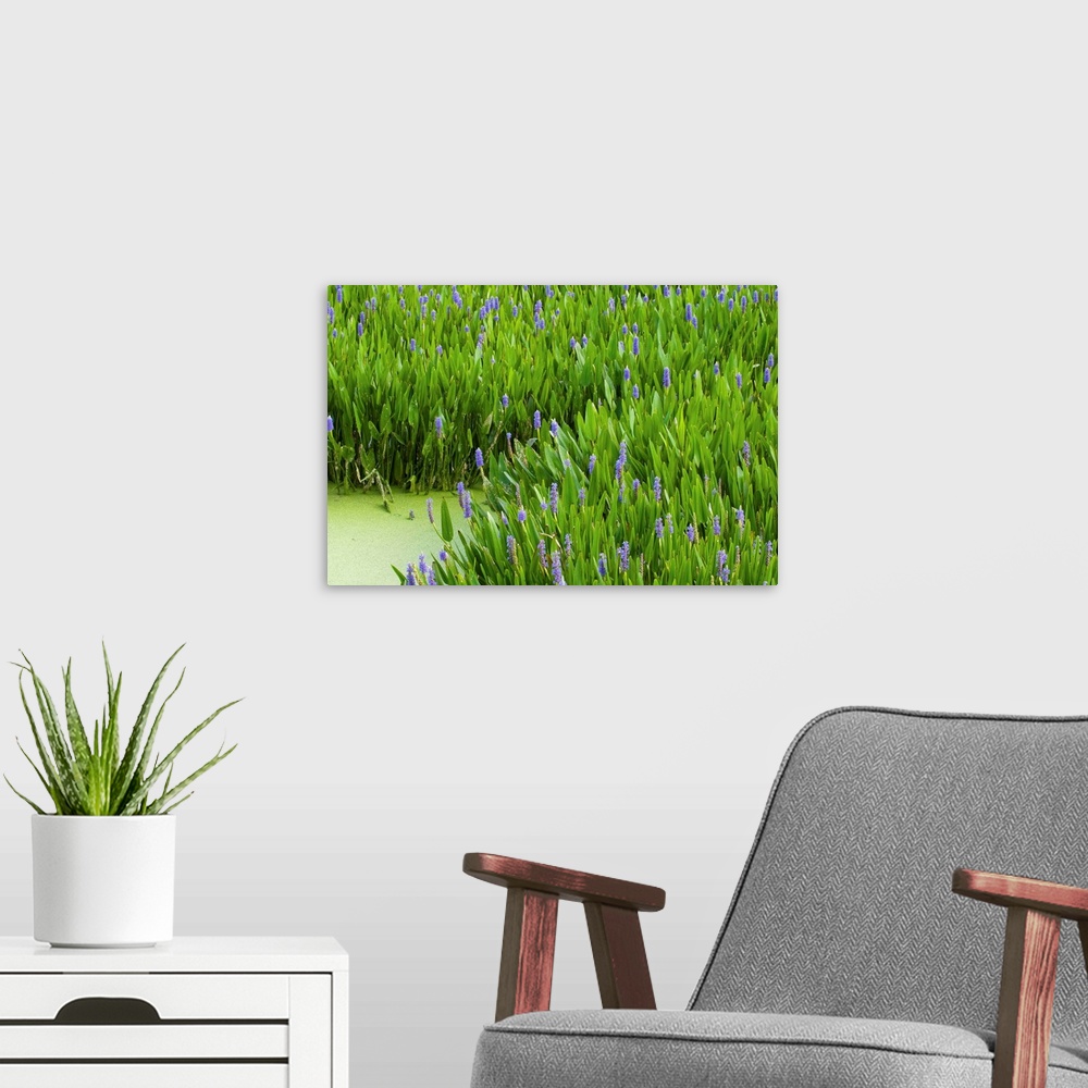 A modern room featuring Pickerelweed Colony, Pontederia cordata. Aquatic perennial herb with creeping rhizomes, often in ...