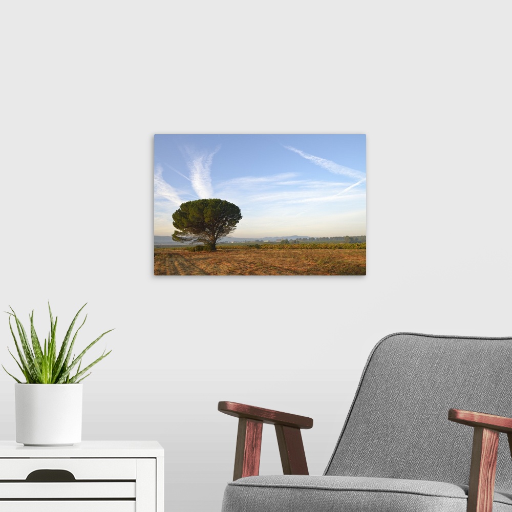 A modern room featuring Pine tree by vineyards at sunrise