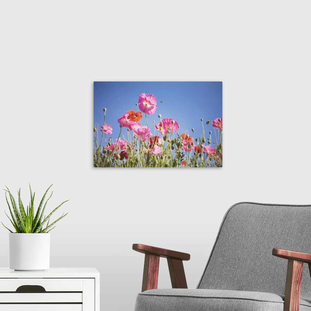 A modern room featuring Pink flowers against blue sky