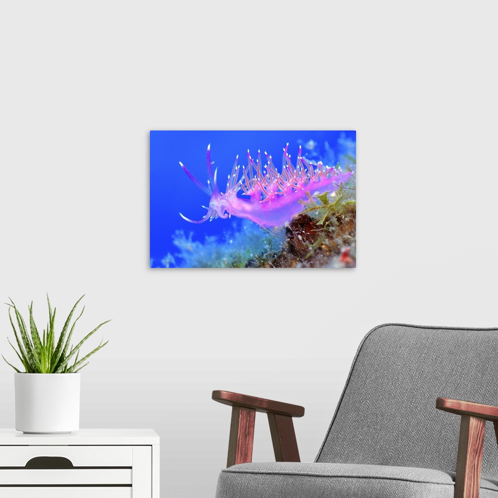 A modern room featuring Pink Nudibranch