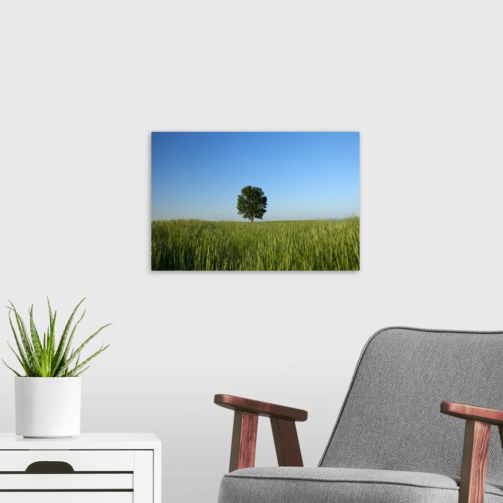 A modern room featuring Poplar tree on wheat field in Ansung farm.