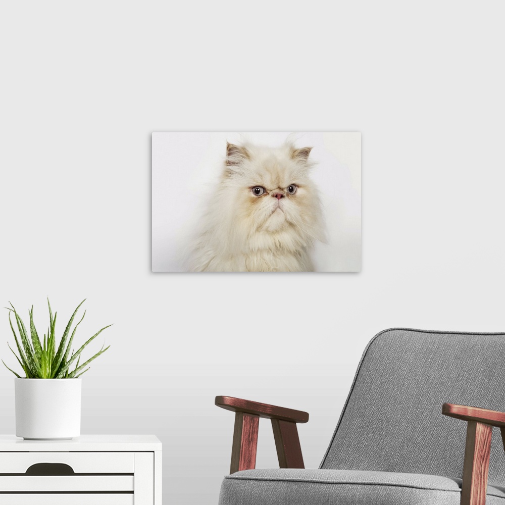 A modern room featuring Portrait of a Persian cat