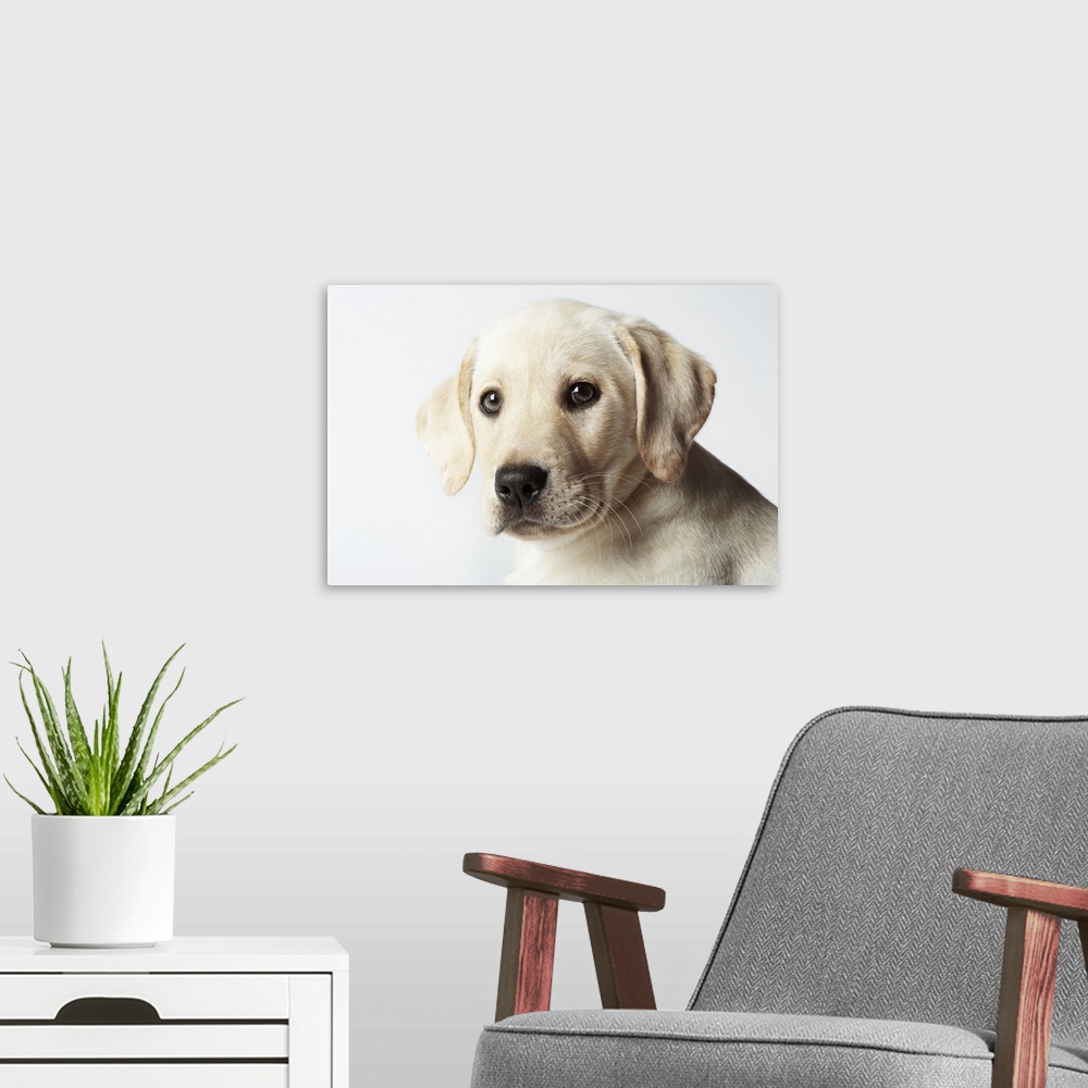 A modern room featuring Portrait of blond Labrador Retriever Puppy