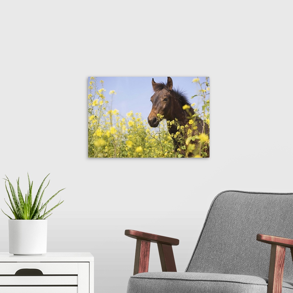 A modern room featuring Portrait of brown horse on flower meadow