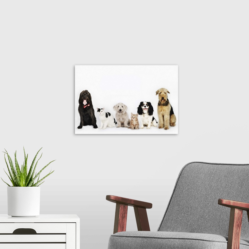 A modern room featuring Portrait of cats and dogs sitting together