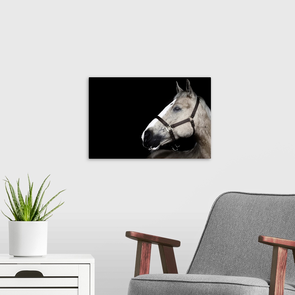 A modern room featuring Portrait of horse on black background.