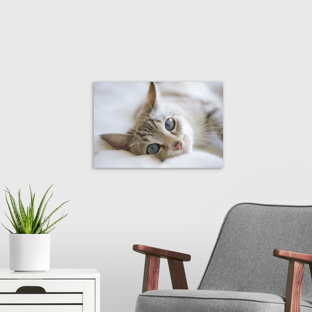 A modern room featuring Pretty white cat with blue eyes laying on couch.