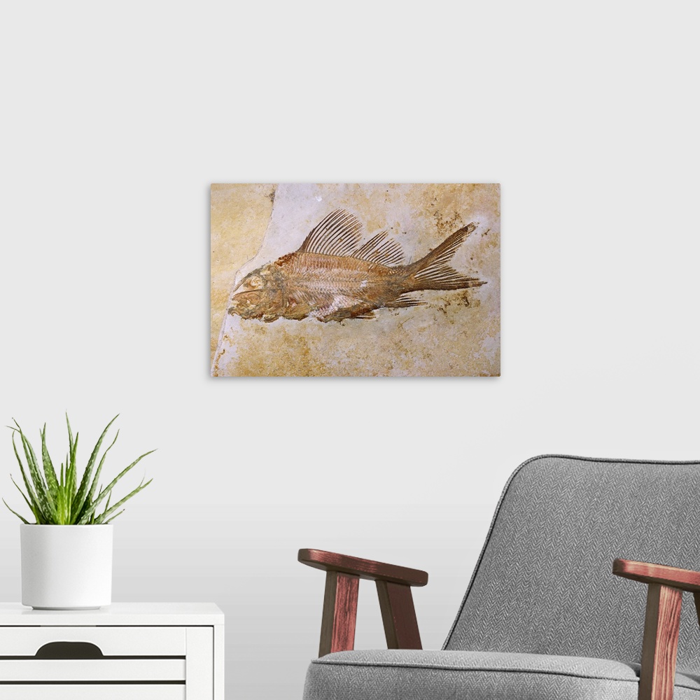 A modern room featuring Propterus Elongatus Fish Fossil