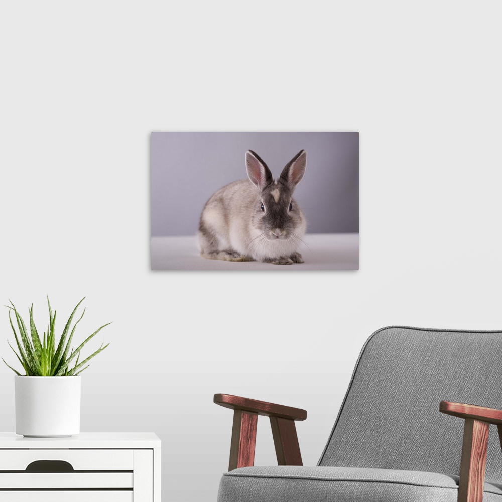 A modern room featuring rabbit,simple background,animal,white table,