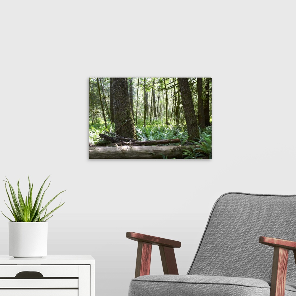 A modern room featuring Nature, Wilderness, Forest, Rain forest.