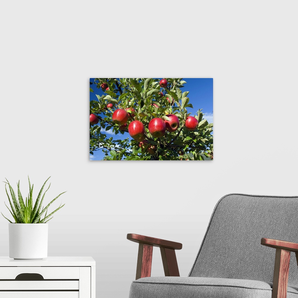 A modern room featuring Red Apple hanging on the Tree, Apple Plantation, Apple Orchard, Vilpiano, Trentino, Alto Adige, S...