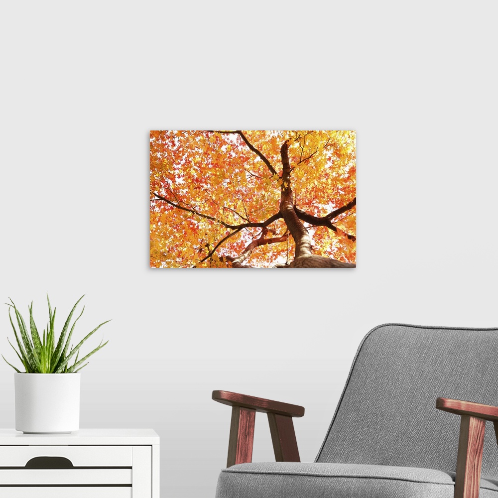 A modern room featuring Red autumn maple leaves,maple tree