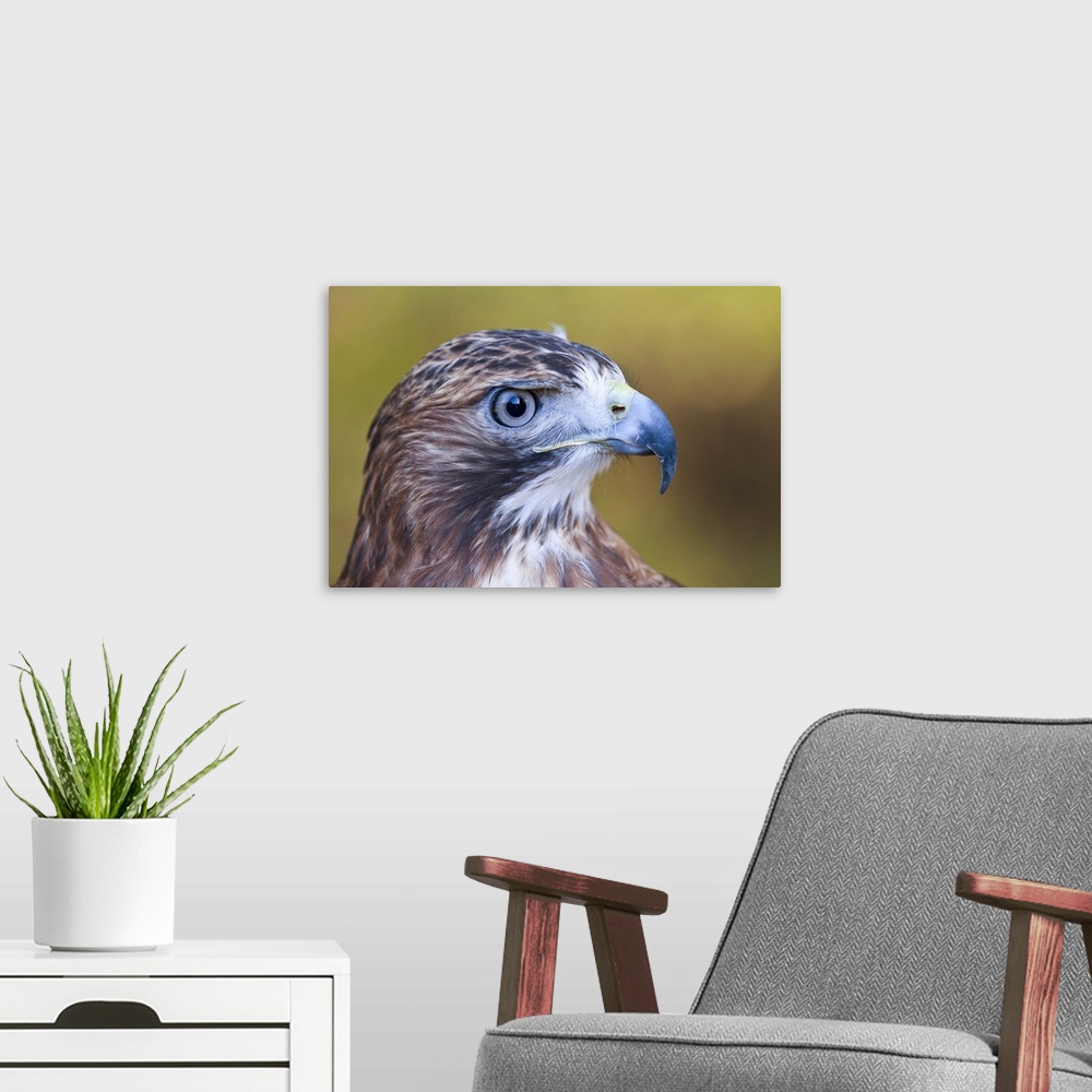 A modern room featuring Red-tailed hawk (Buteo jamaicensis) Close-up portrait of our most common Buteo hawk.  Habitat:  w...