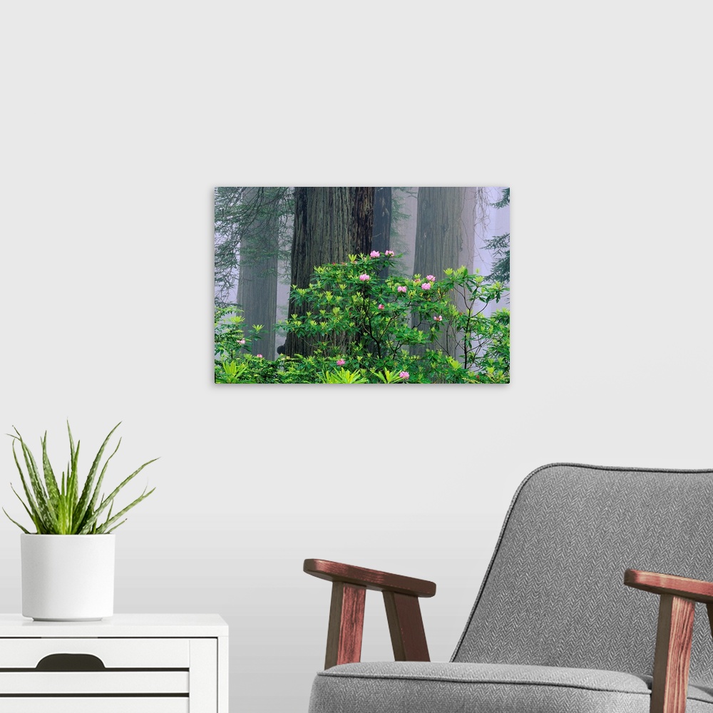 A modern room featuring Rhododendrons And Redwoods