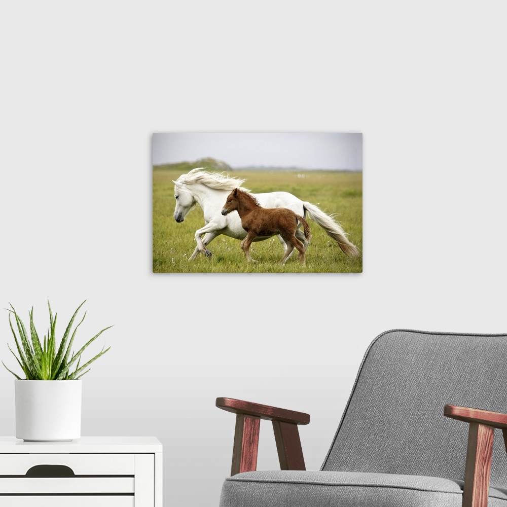 A modern room featuring A white horse runs through an open field with its offspring running beside her.