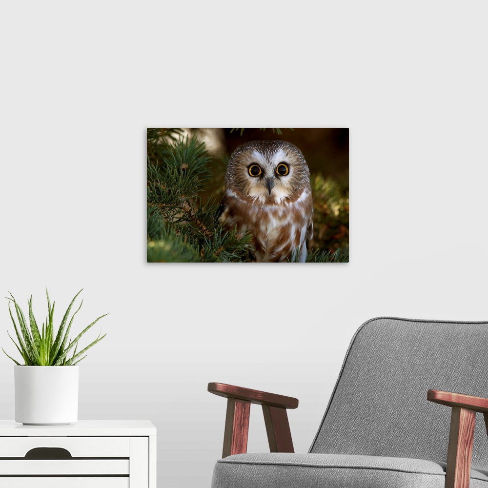 A modern room featuring Saw-whet owl in pine tree