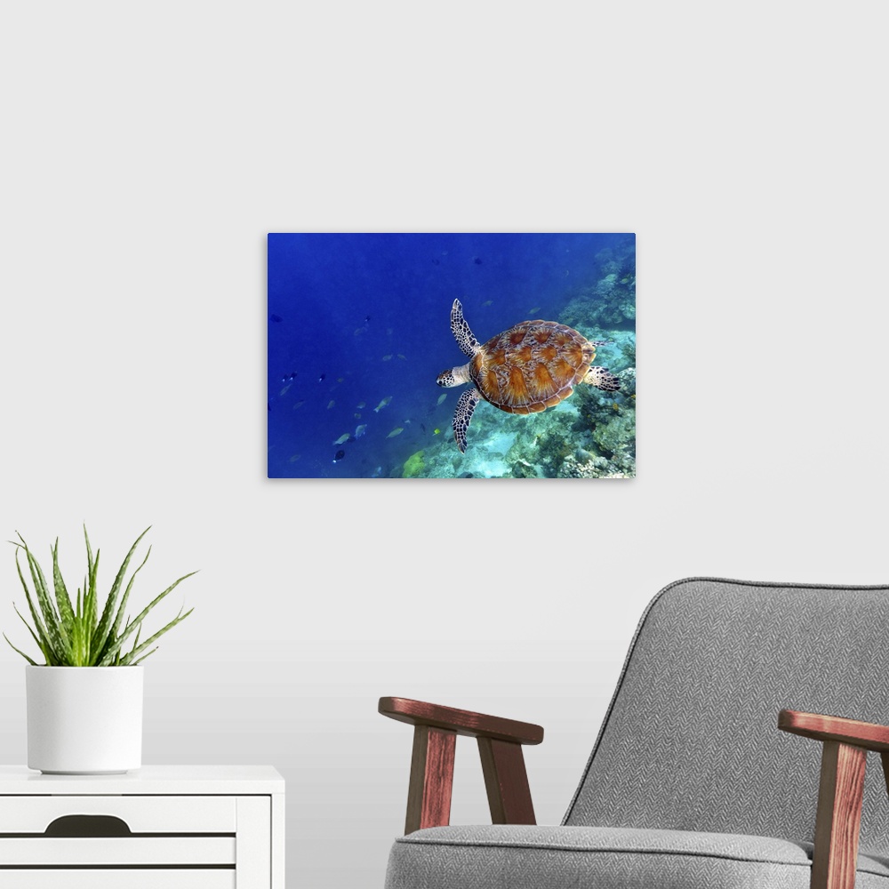 A modern room featuring Sea turtle