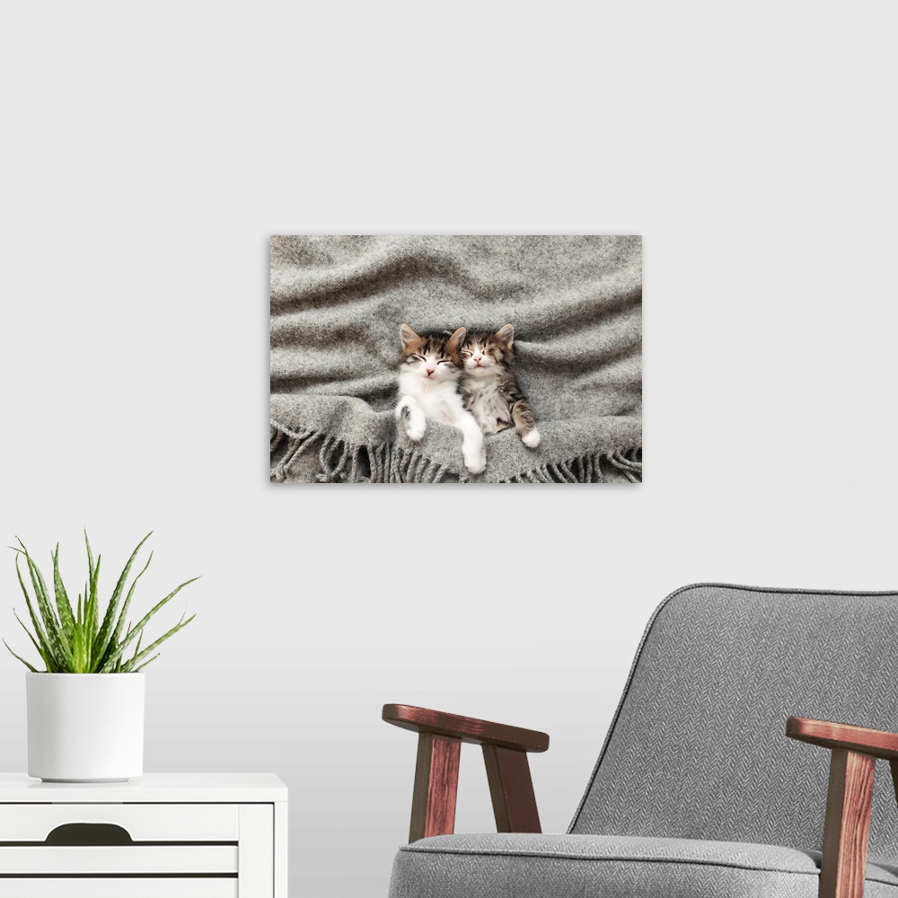 A modern room featuring Two little adorable tricolor kittens sleep with eyes closed and lying covered with a gray fluffy ...