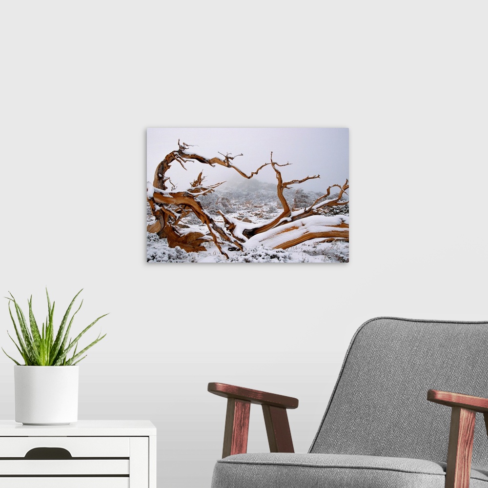 A modern room featuring Snow Covered Bristlecone Pine on Mount Goliath