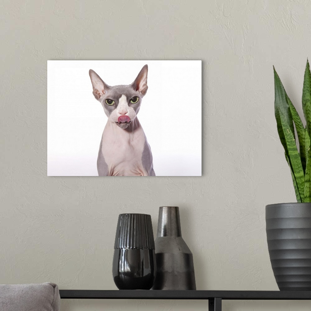 A modern room featuring Sphynx Cat with tongue out