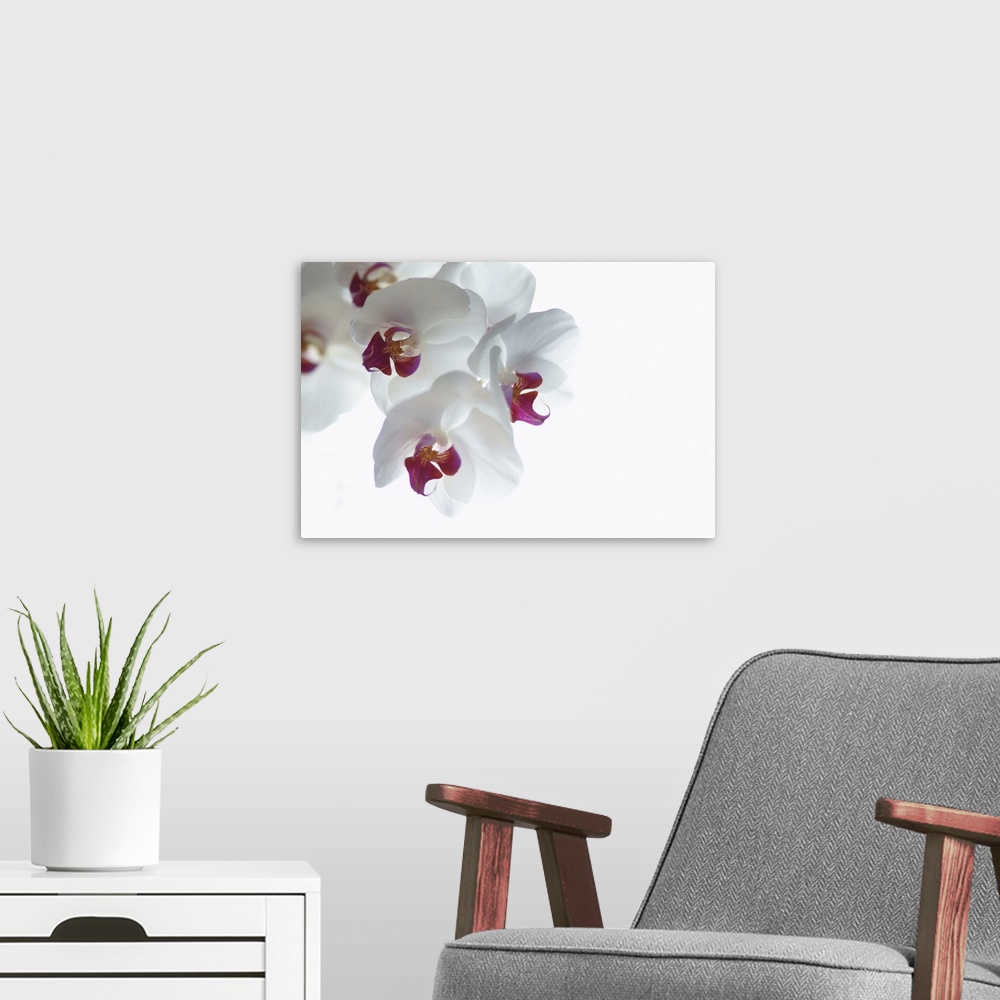A modern room featuring Large landscape photograph of a single branch of fully bloomed orchid blossoms against a solid wh...